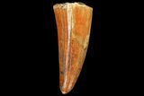 Fossil Crocodile (Elosuchus) Tooth - Morocco #81032-1